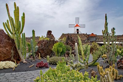 Jardin-de-cactus-2445665-960-720